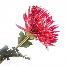 Хризантема /т.розовая 64см.