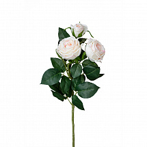 Роза пионовидная 3 бутона (шампань)