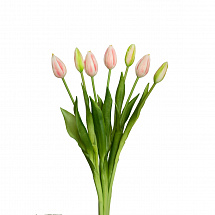 Тюльпан закрытый букет, 7 шт. (розовый)