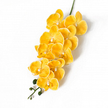 Орхидея Фалинопсис Жозель ,желтая