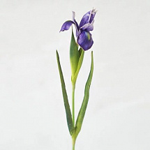 Ирис 60см.,синий
