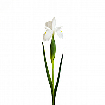 Ирис 60см.,белый
