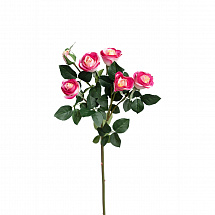 Роза кустовая 6 бутонов 99см. малиново-жёлтая